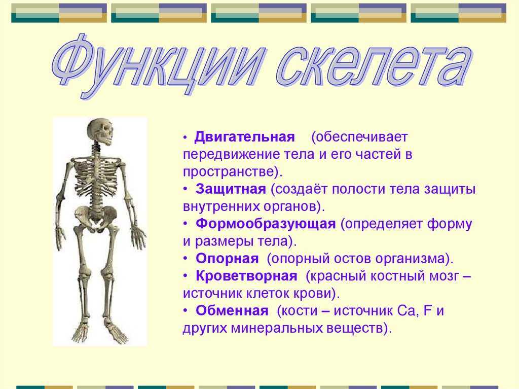 Гдз по биологии 8 класс учебник пасечник, суматохин, гапонюк