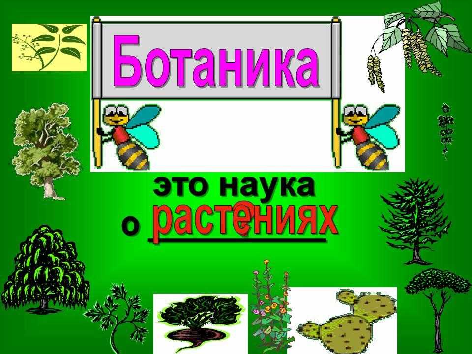 Ботаника как наука. реферат. биология. 2010-06-06