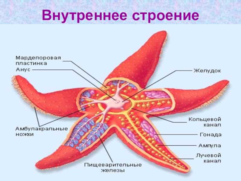 Моллюски кто это, от кого произошли
