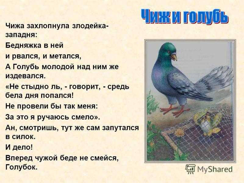 Иван крылов - чиж и голубь (басня): читать стих, текст стихотворения полностью - классика на рустих
