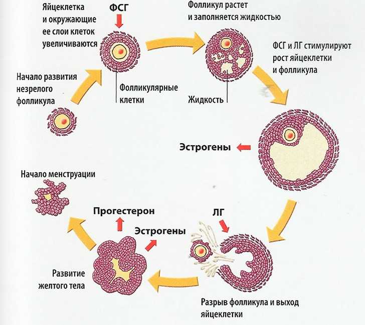 Как происходит зачатие ребенка: через сколько дней после акта происходит оплодотворение