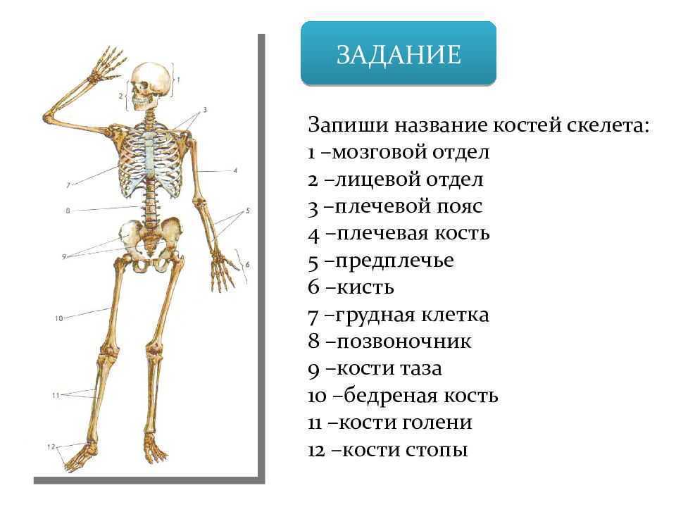 Гдз решебник по биологии 8 класс