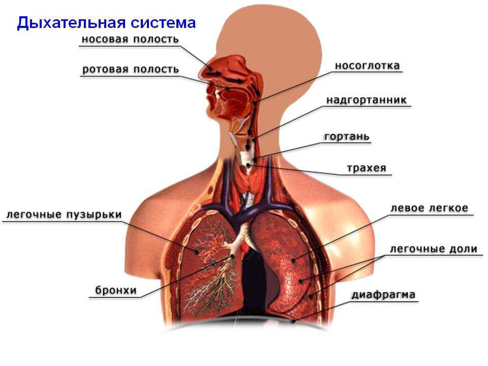 Гдз биология 8 класс пасечник, каменский, швецов - учебник «просвещение»
