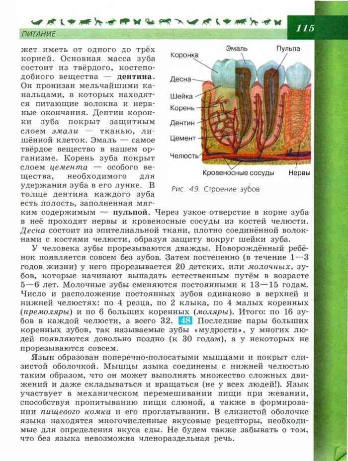 Биология 8 класс. пасечник