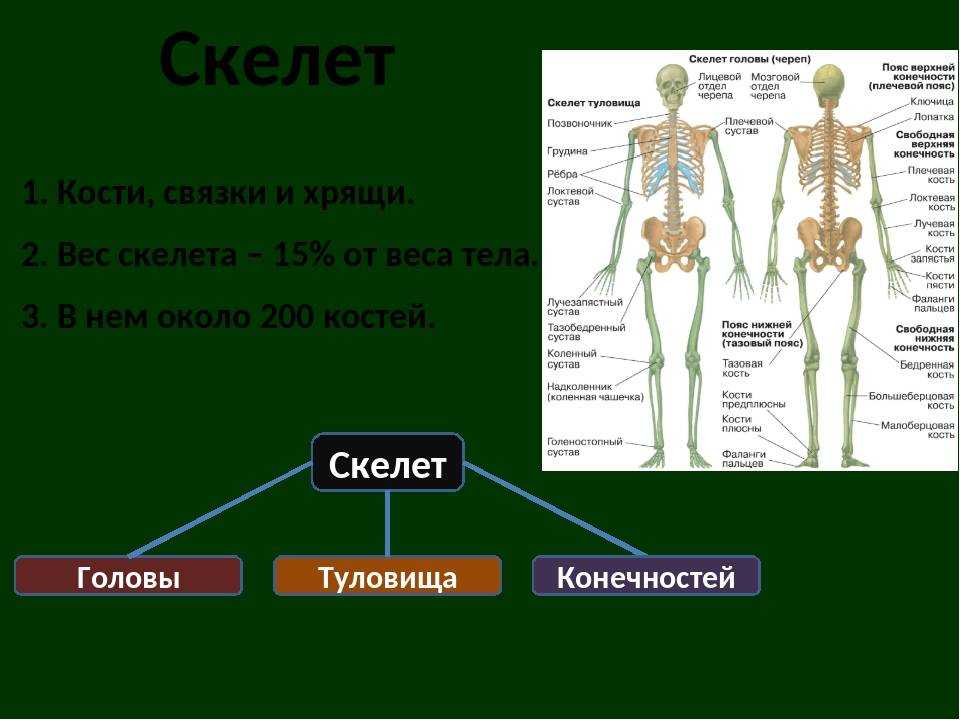 Гдз по биологии 8 класс пасечник, суматохин, учебник просвещение 2023