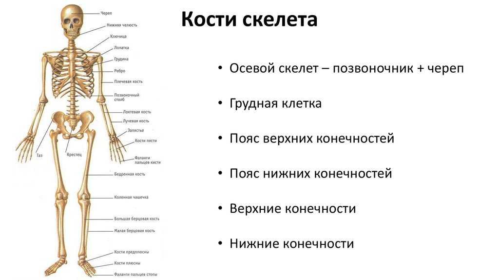 Строение скелета человека