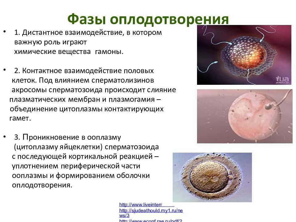Овуляция: что это, симптомы, когда наступает и сколько длится