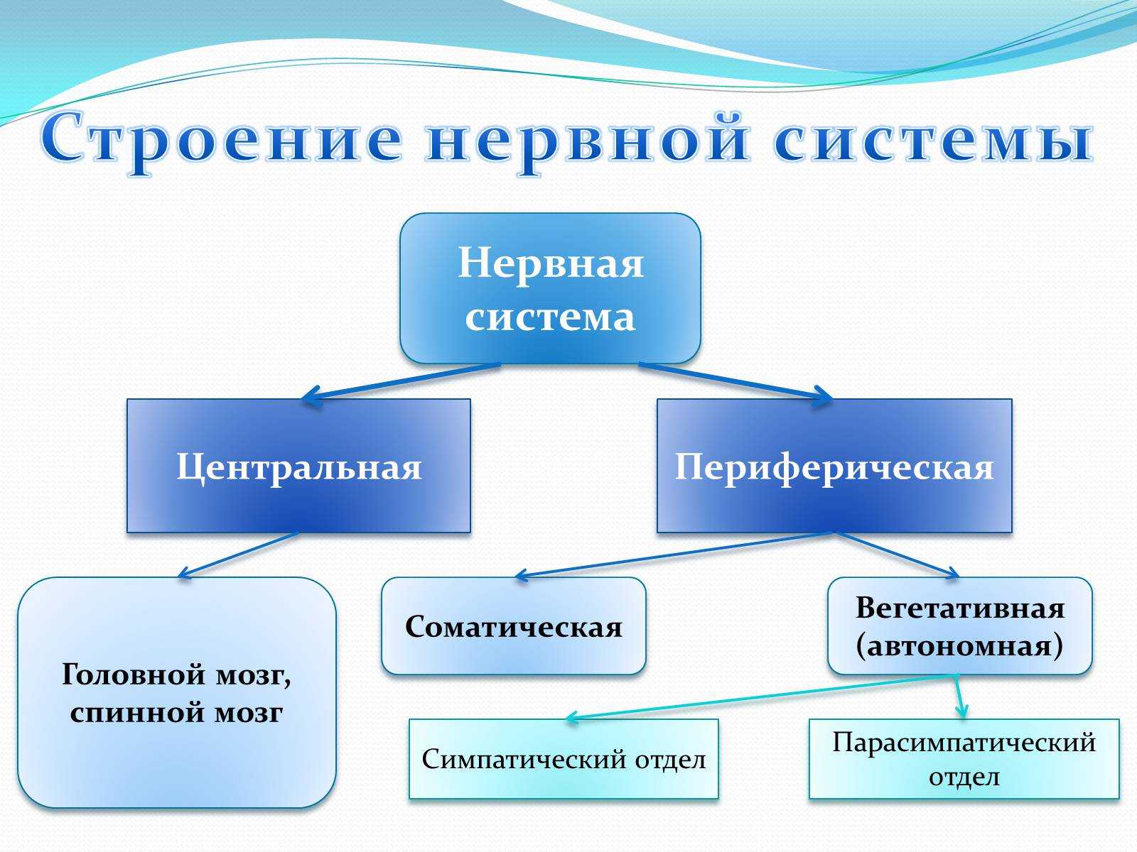Гдз и решебник биология 8 класс пасечник, швецов - рабочая тетрадь