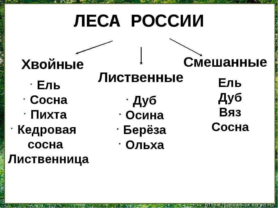 Основные типы лесов россии