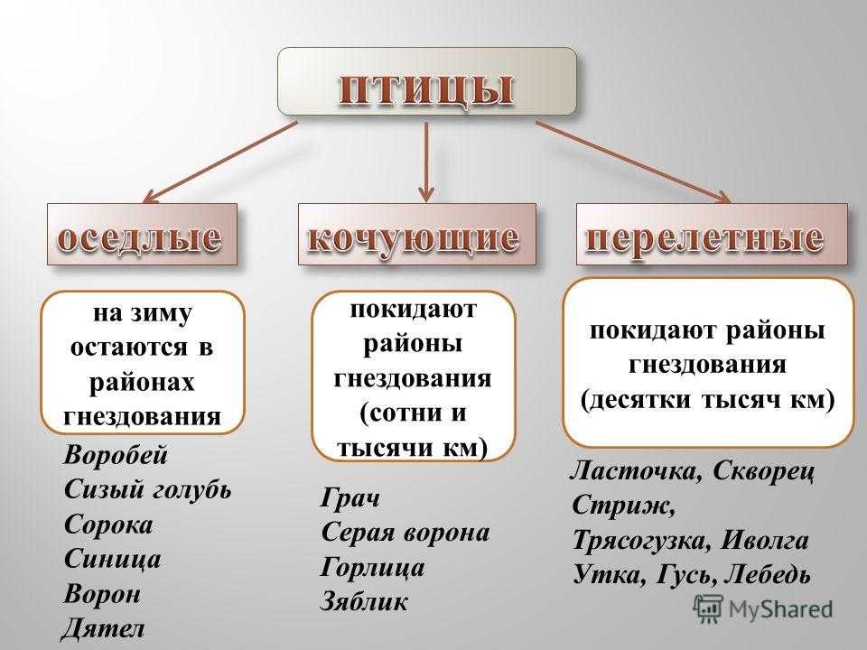 Конспект занятия «где зимуют птицы?». воспитателям детских садов, школьным учителям и педагогам - маам.ру