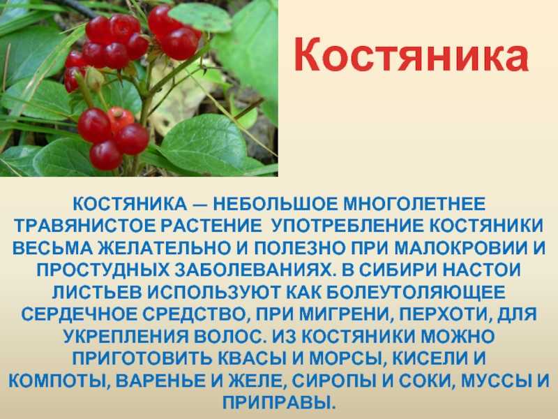 Главный герой котенок толстой – толстой «котенок», кто главные герои, какая главная мысль?