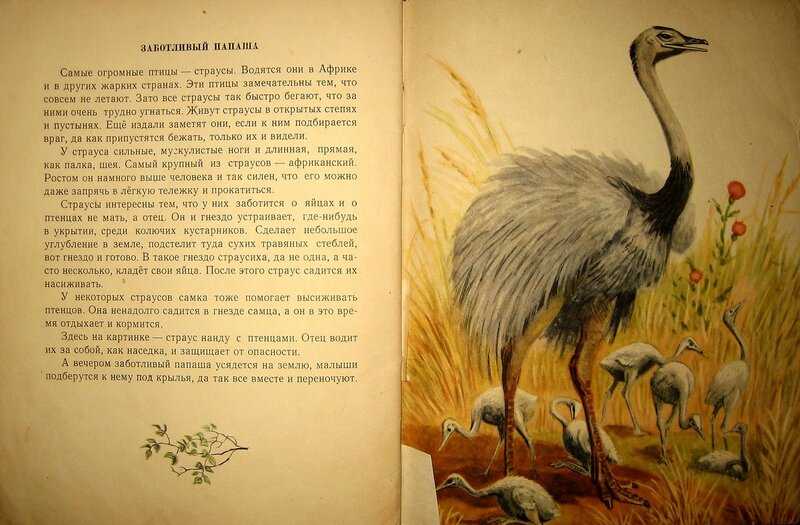 «стрижонок скрип» читательский дневник