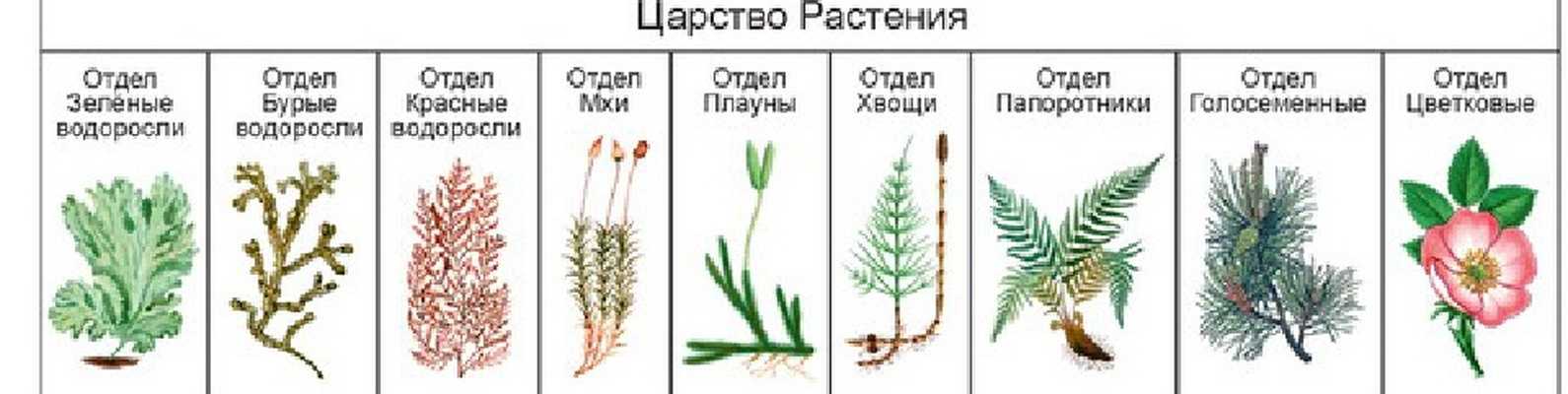 Доклад на тему голосеменные растения для 6 класс сообщение