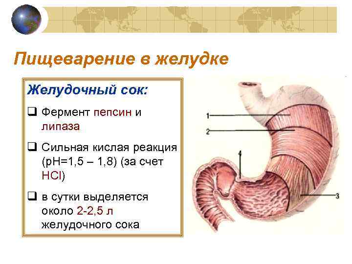 Пищеварение в желудке и кишечнике. биология 8 класс. пасечник