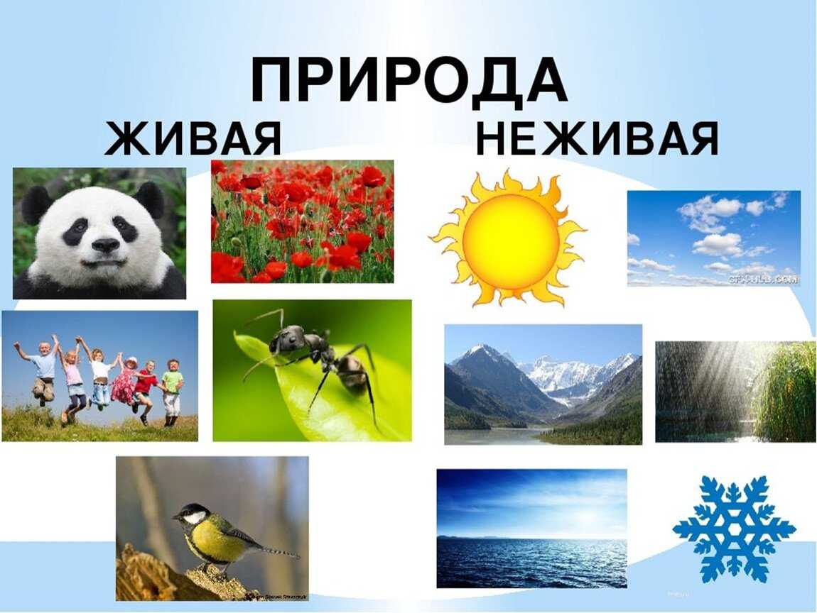 Явления живой и неживой природы – какие бывают природные явления, примеры (2 класс)
