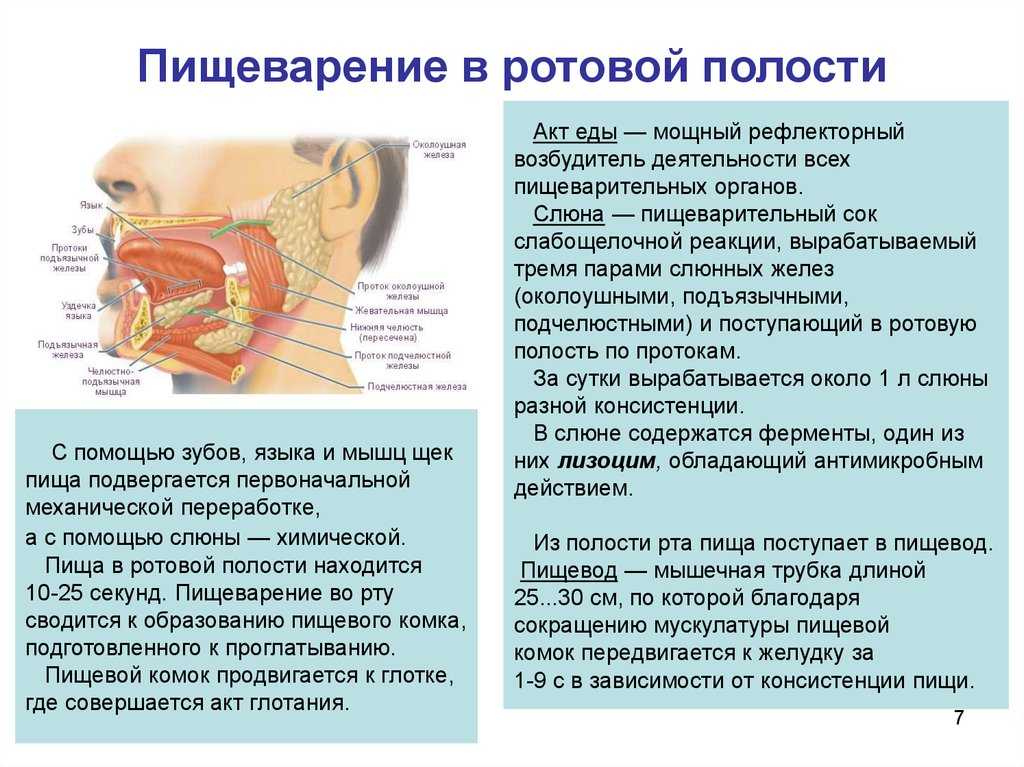 Гдз биология 8 класс пасечник, швецов - рабочая тетрадь