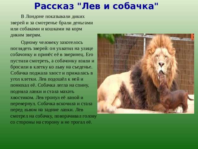 Краткое содержание пожарные собаки толстого для читательского дневника