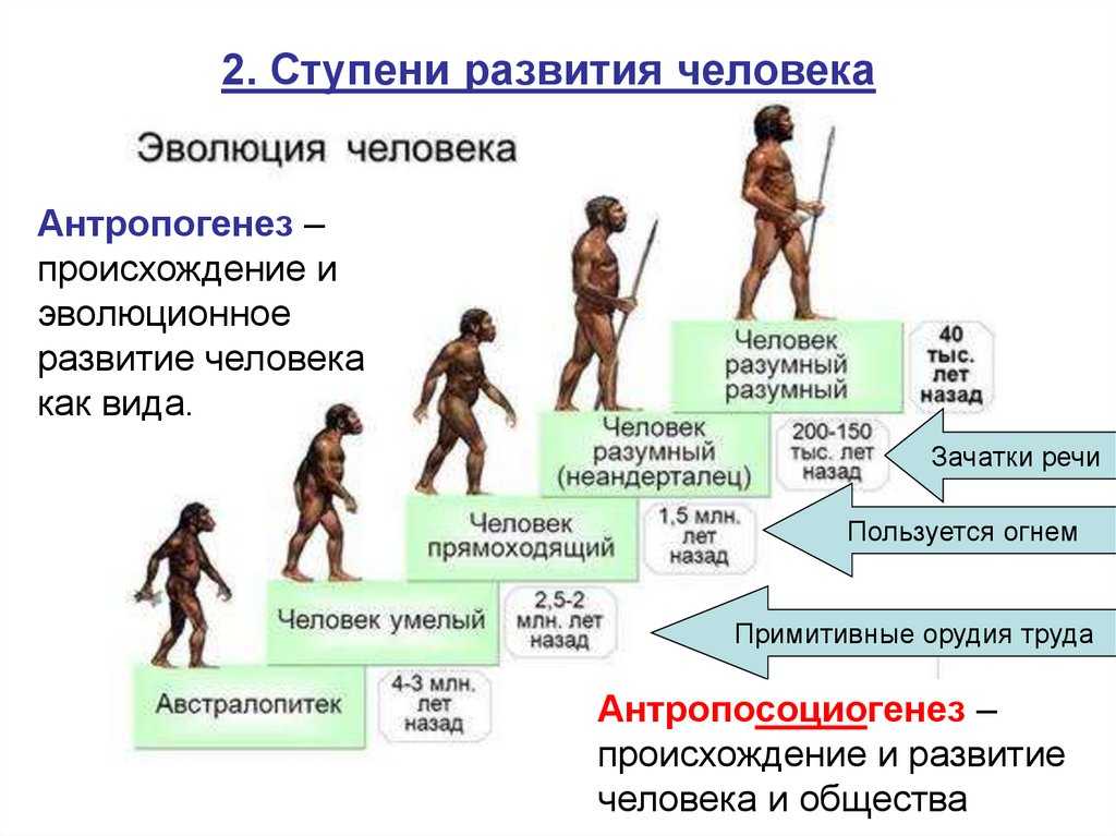 История и археология древнего человека