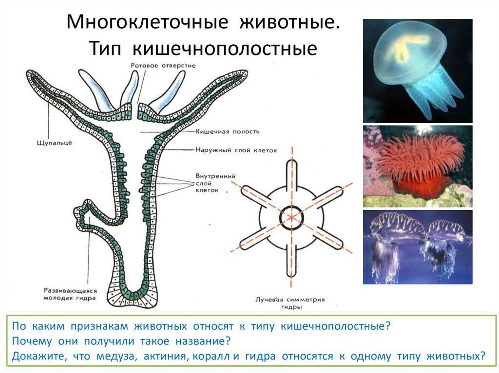 Классы кишечнополостных