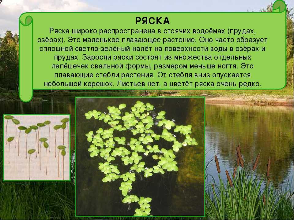 Водоем и его обитатели (3 класс)