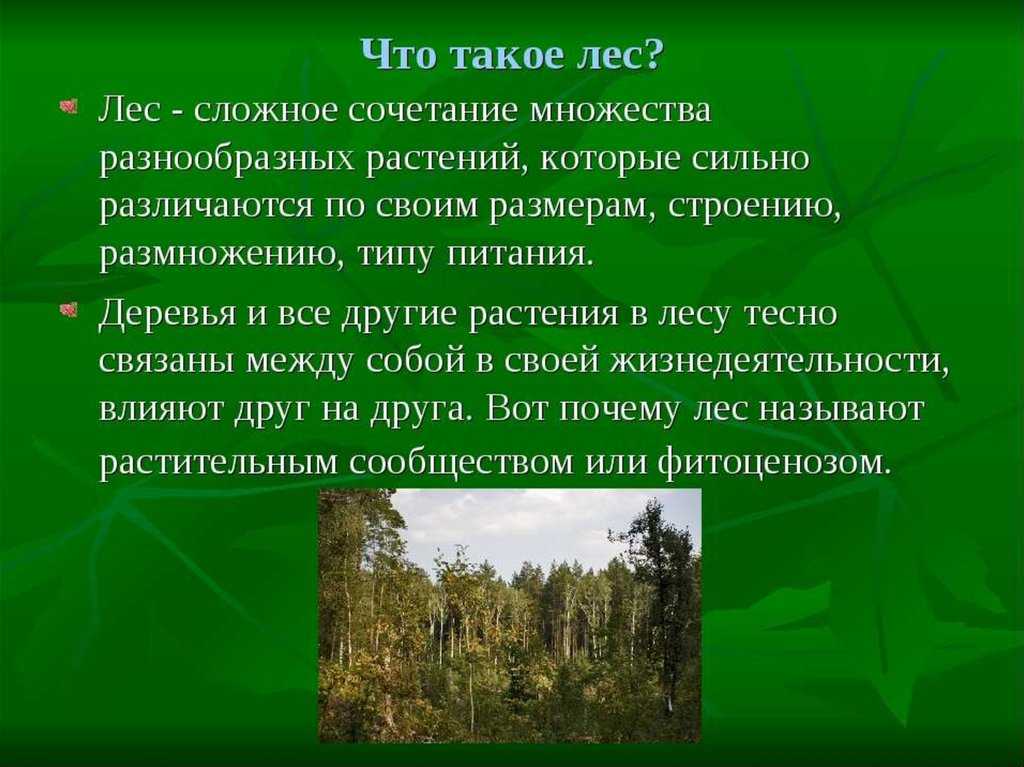 Состав и характеристика экосистем хвойных, смешанных, широколиственных и тропических лесов