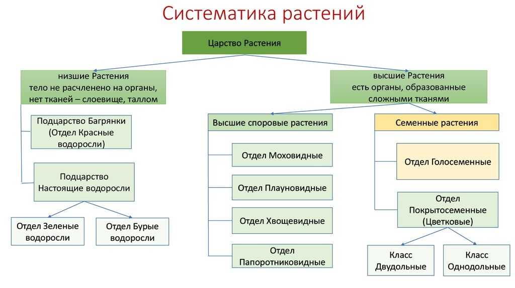Жизнь растительной клетки Обмен энергии и веществ в клетке растений Как вещества проходят из клетки и внутрь неё Циркуляция цитоплазмы Рост и развитие клетки растений Клеточное деление Как клетки реагируют на окружающую среду и общаются