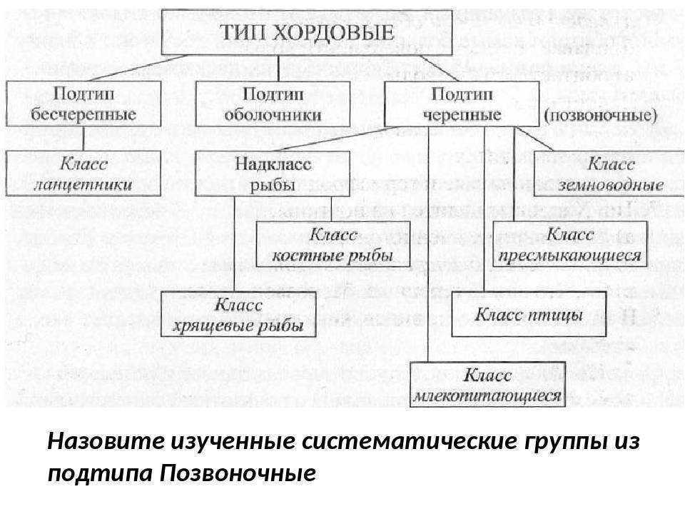 Млекопитающие - описание класса животных, характеристики