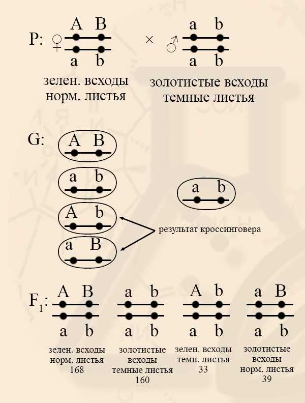 Генетика как наука: история развития, основные понятия, значение в жизни человека