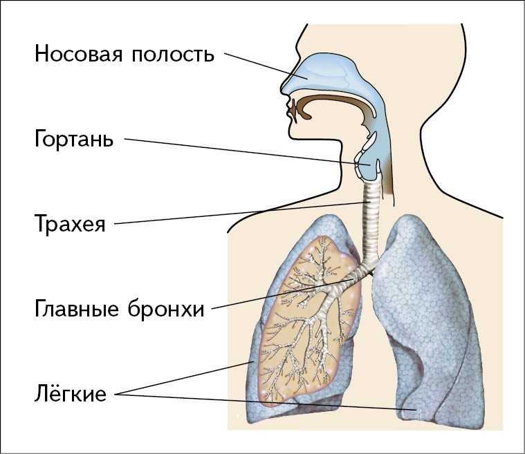 Гдз §2. объект изучения биологии к учебнику биология 10 класс линия жизни, пасечник