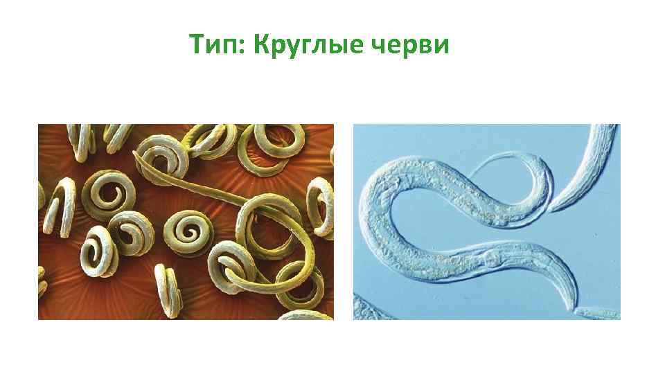Нематоды