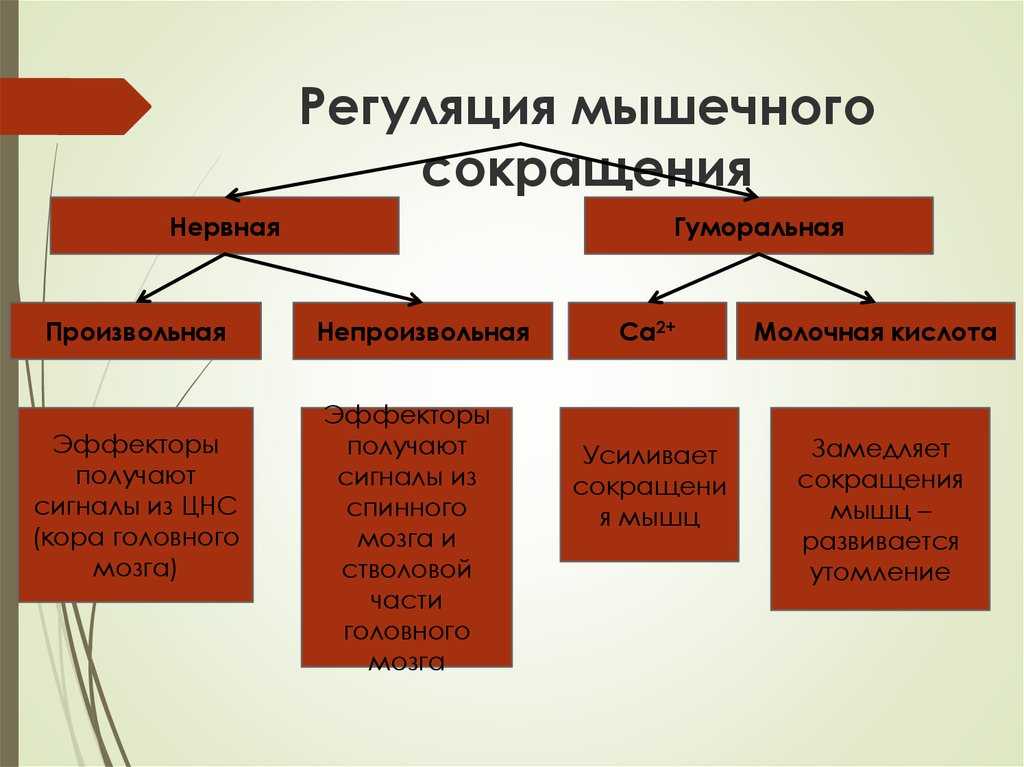 Гдз и решебник биология 8 класс пасечник, швецов - рабочая тетрадь