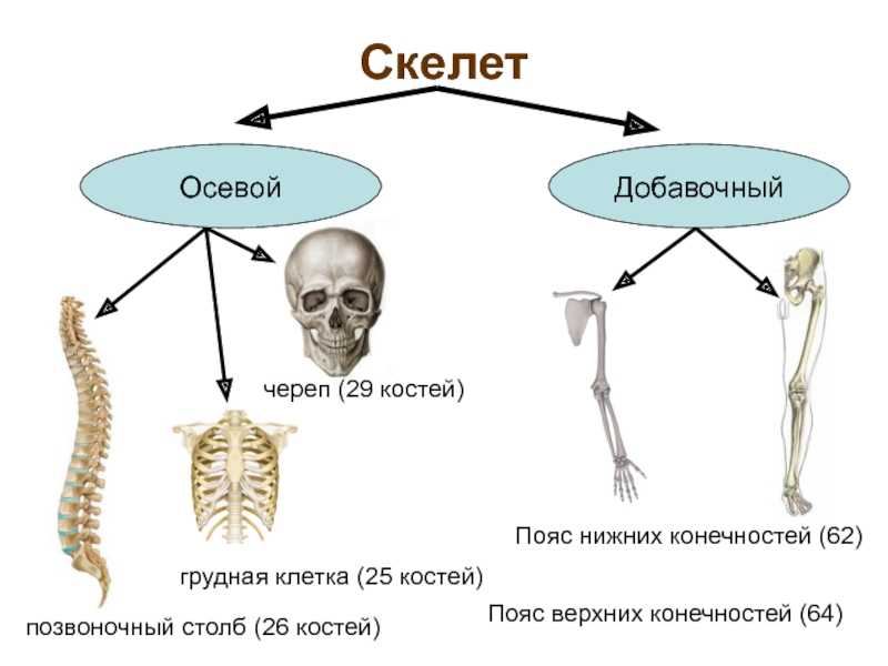 Гдз по биологии 9 класс пасечник, каменский, учебник просвещение 2023