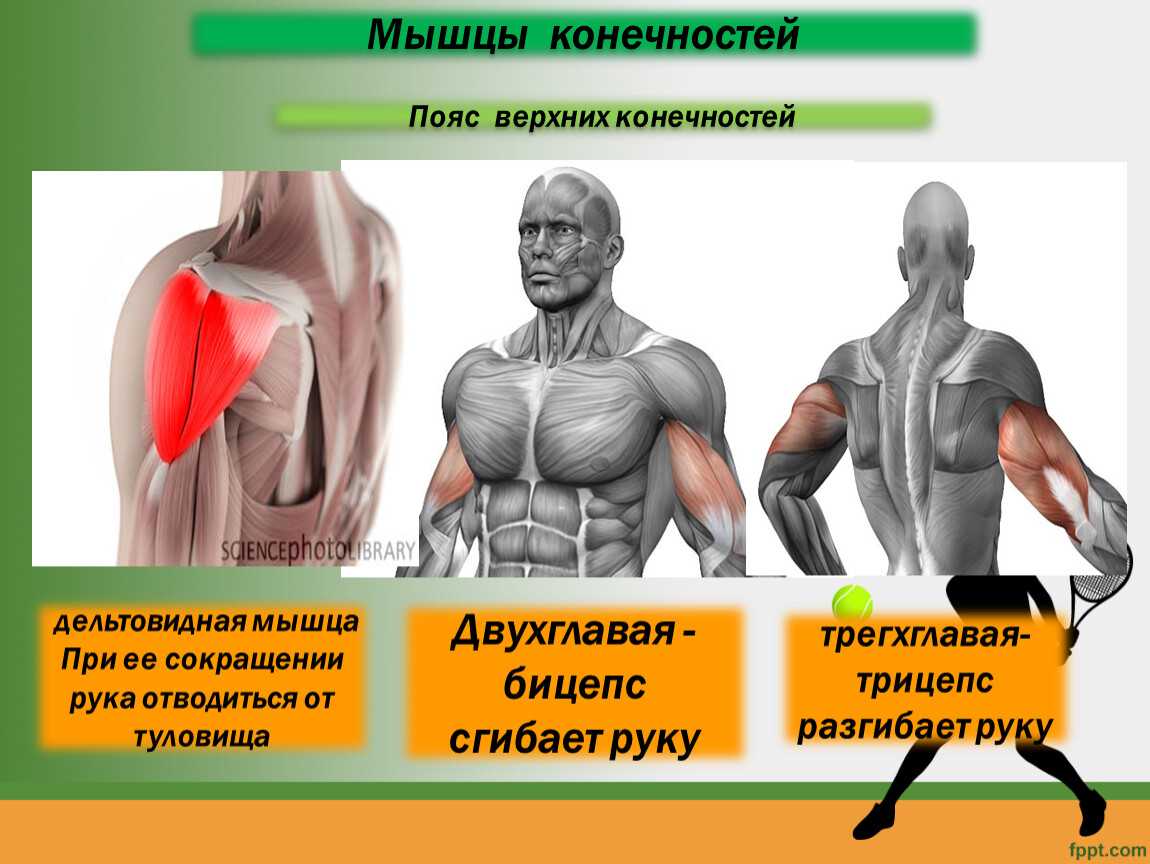 Гдз биология 8 класс пасечник, каменский, швецов - учебник «просвещение»
