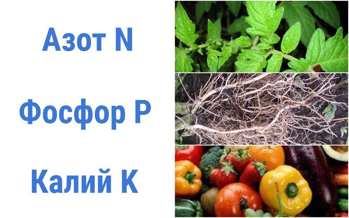 Презентация по химии  азот и фосфор  доклад, проект