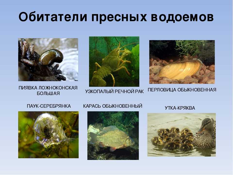 16 самых важных пресноводных животных / биология | thpanorama - сделайте себя лучше уже сегодня!