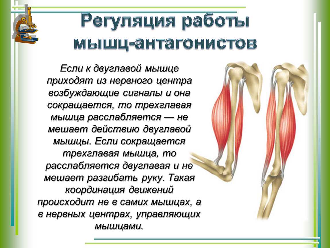 Гдз по биологии 8 класс учебник пасечник, суматохин, гапонюк