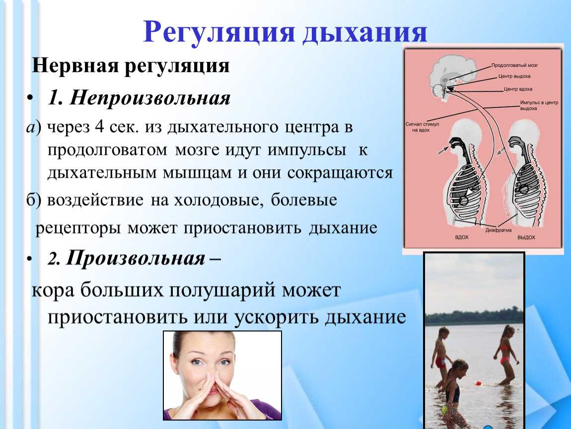 Гдз решебник по биологии 8 класс пасечник, швецов рабочая тетрадь просвещение