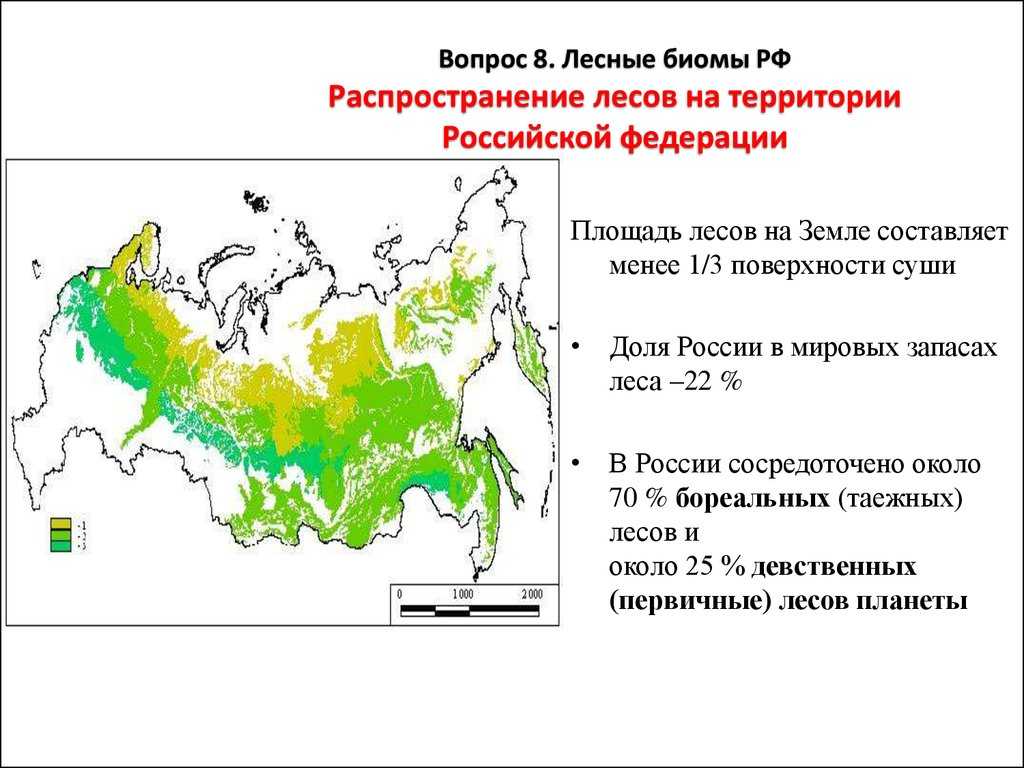 Доклад зона лесов 4 класс окружающий мир сообщение
