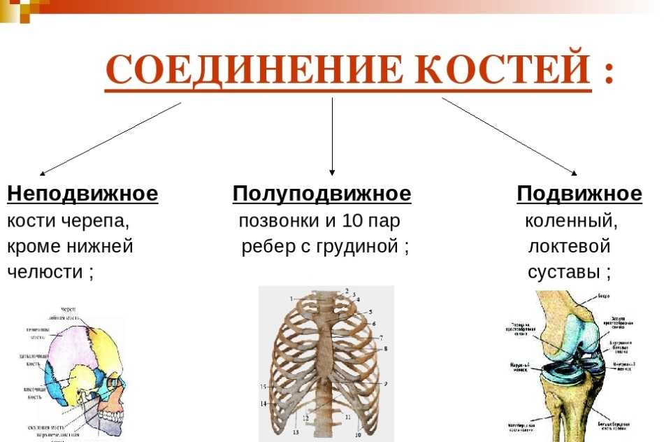 Биология пасечник учебник §8 | 7 класс онлайн