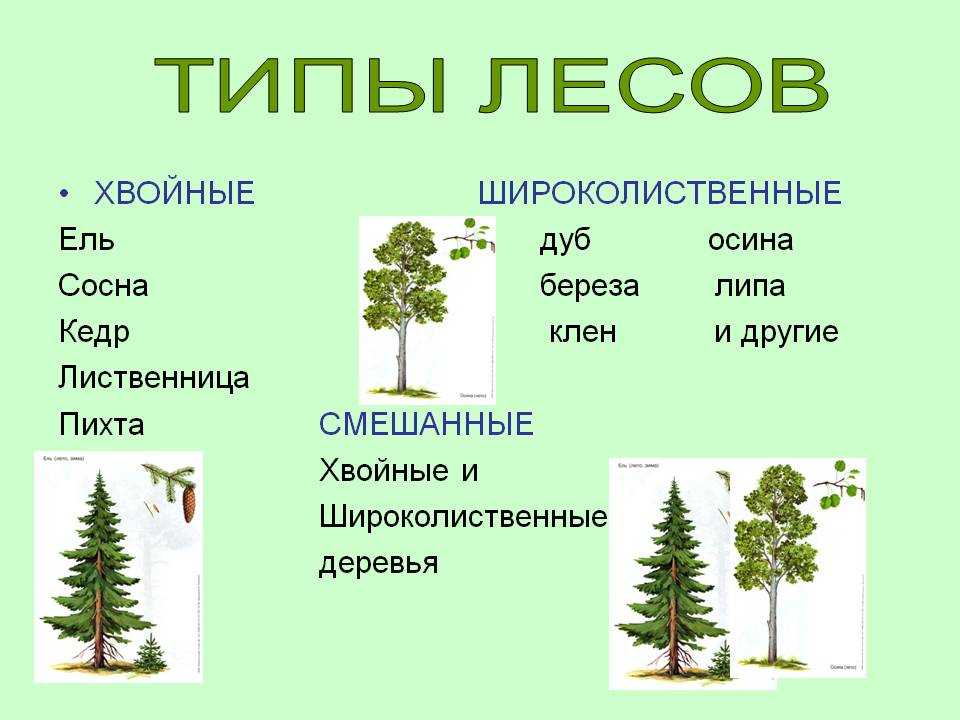 Леса россии (4 класс, окружающий мир)