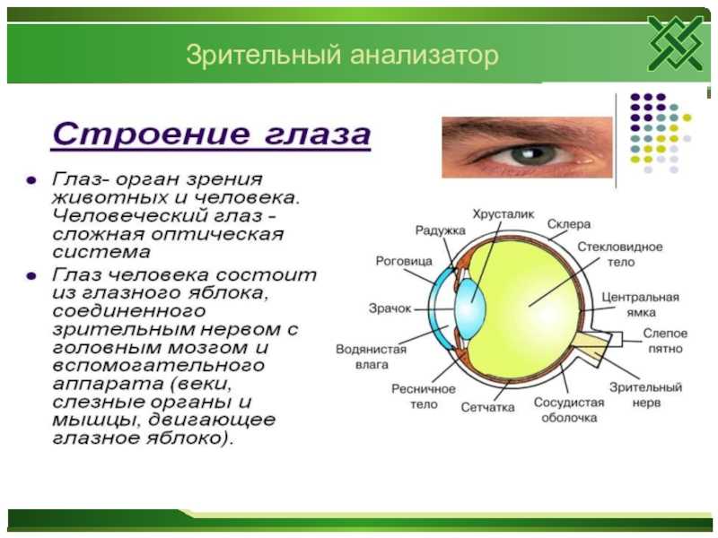 Гдз биология 8 класс пасечник, швецов - рабочая тетрадь