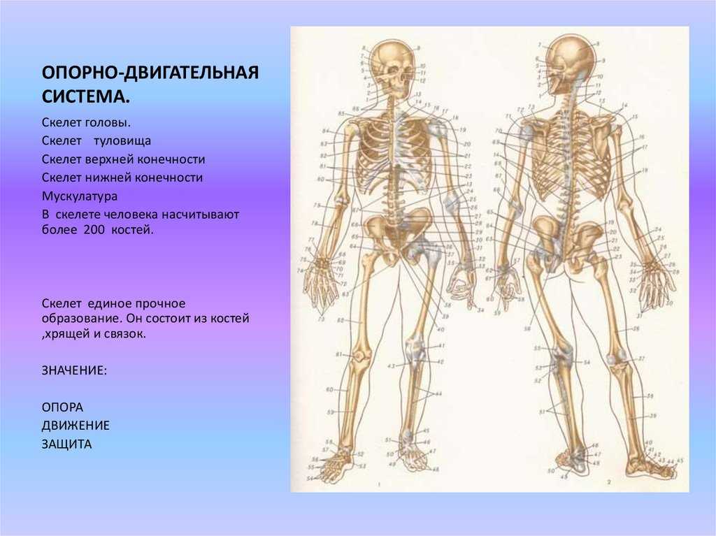 Гдз по биологии 8 класс пасечник, суматохин, учебник просвещение 2023