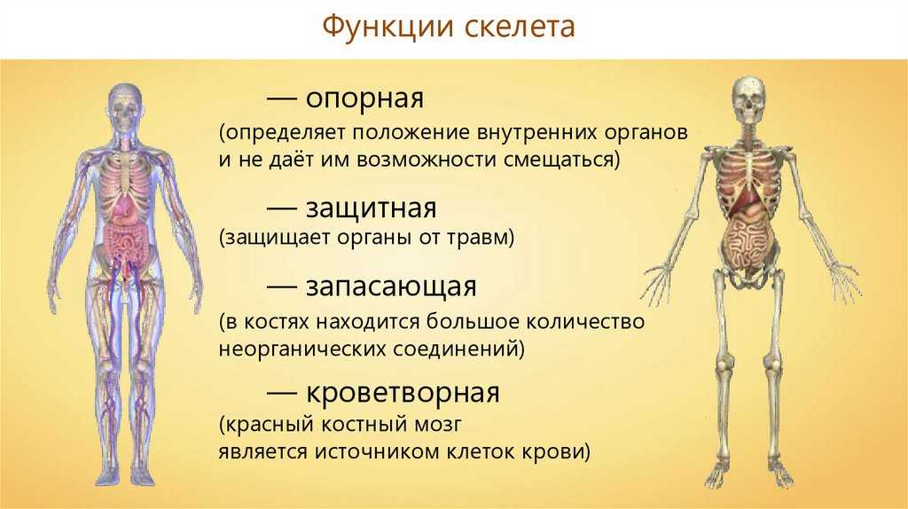 Биология 8 класс – темы и конспекты уроков по программе школьного учебника