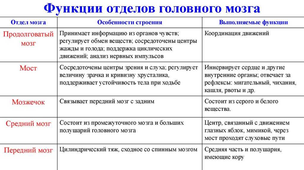 ГДЗ Биология 8 класс рабочая тетрадь Линия Жизни В В Пасечник Параграф 42 Головной мозг Номер 2 Используя обозначения рисунка заполните таблицу Отделы головного мозга и их функции Отделы мозга Структуры отделов Функции
