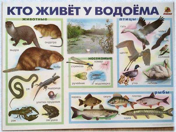 Жизнь в пресных водах стр. 178 - 186. окружающий мир 4 класс 1 часть