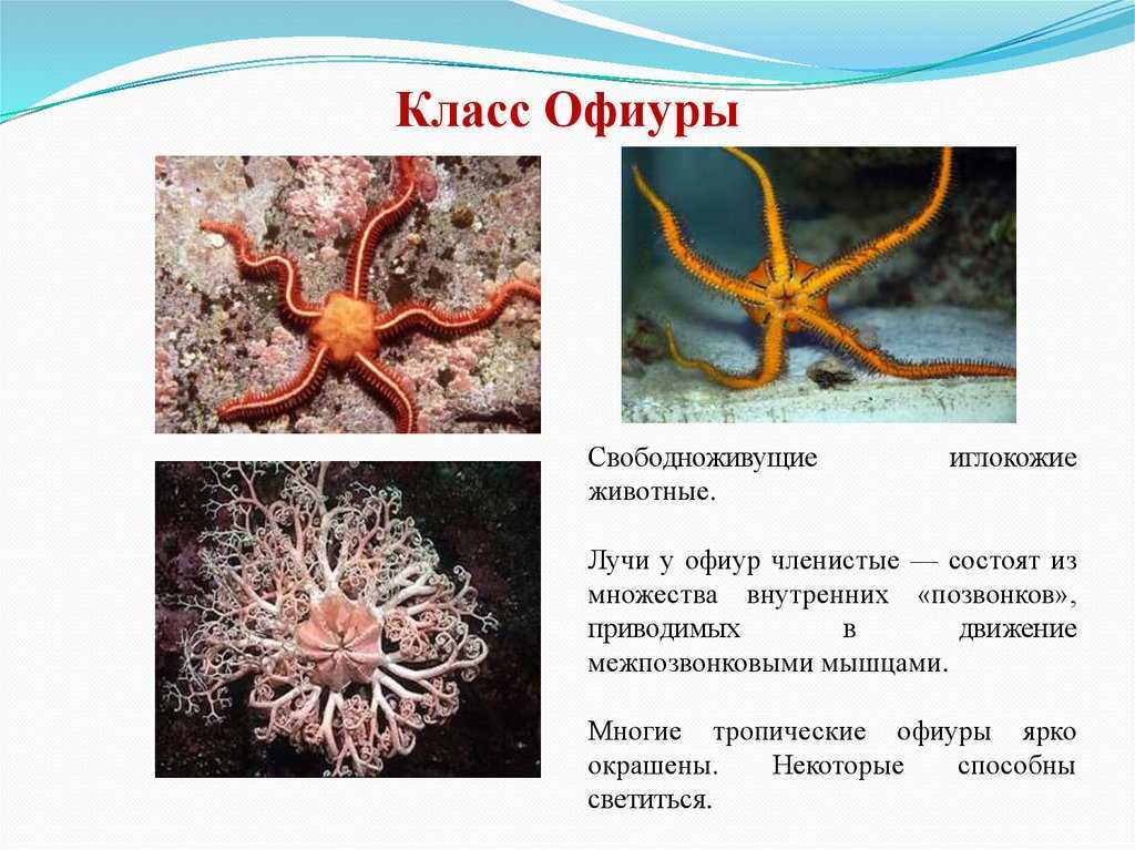 Тип иглокожие - строение, питания и размножения, признаки