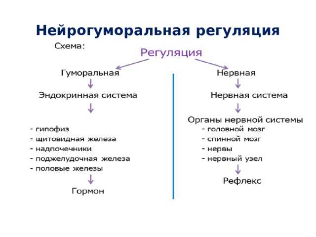 Системы  организма человека: их виды, количество и функции, взаимодействие