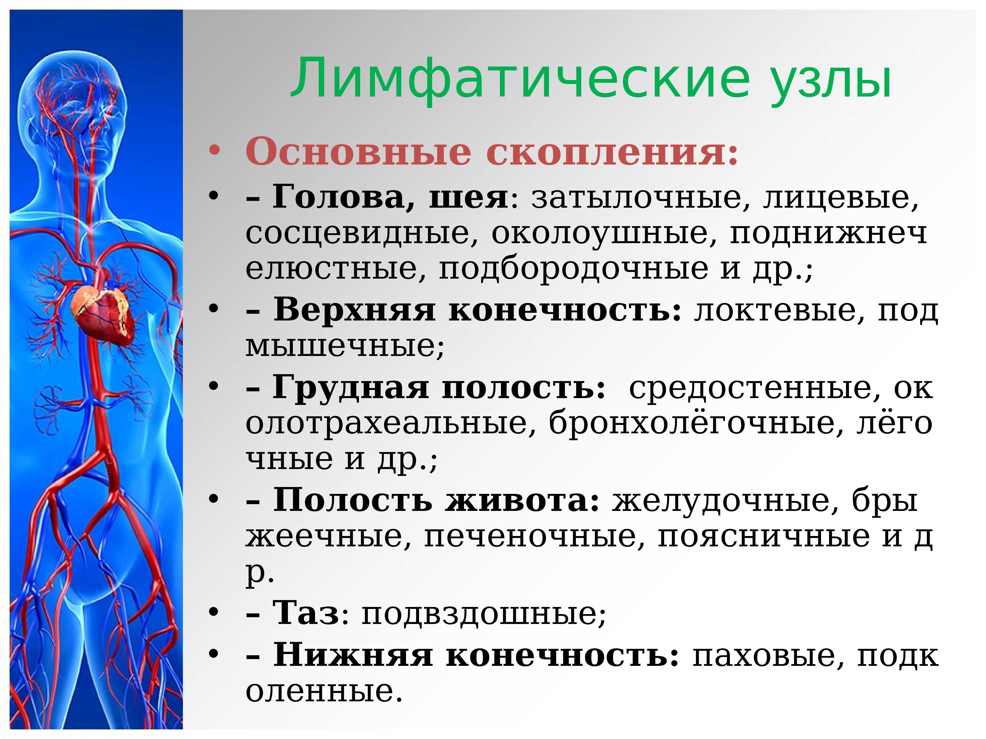 Гдз решебник по биологии 8 класс пасечник, швецов рабочая тетрадь просвещение