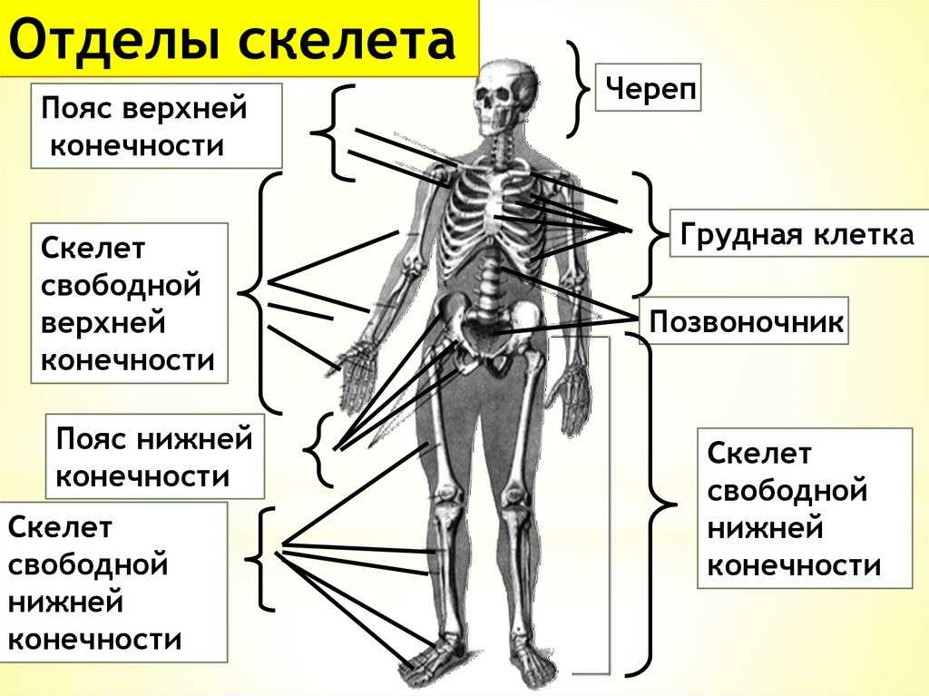 Гдз к учебнику биология 8 класс линия жизни, пасечник. ответы к §7 опорно-двигательная система. состав, строение и рост костей - страница 8