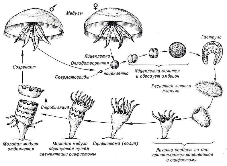 Классы кишечнополостных